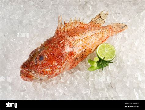 Ice Dragon Fish Hi Res Stock Photography And Images Alamy