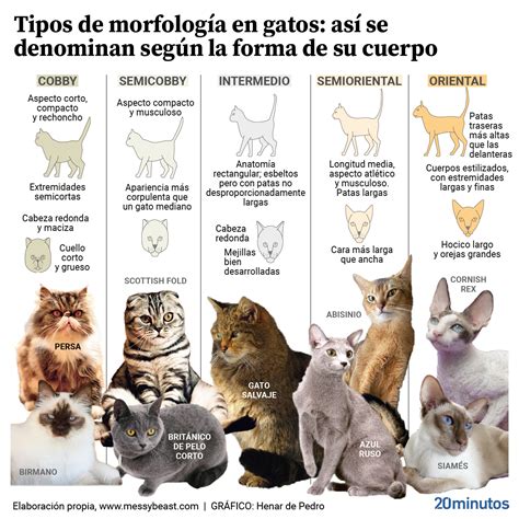 Los Distintos Tipos De Cuerpos En Los Gatos Domésticos Y Sus