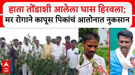 Beed Crop Loss हाता तोंडाशी आलेला घास हिरवलामर रोगाने कापूस पिकांचं आतोनात नुकसान Youtube