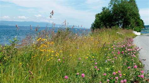 Mer Blomster Langs Veien Enn Noensinne Nrk Vestfold Og Telemark Lokale Nyheter Tv Og Radio