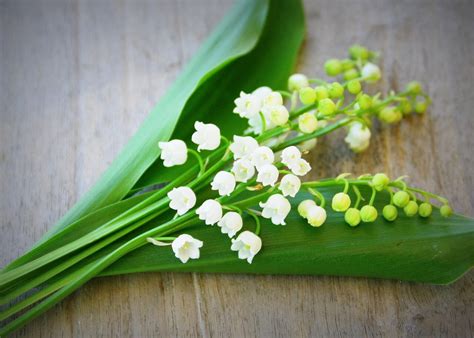 1er mai Ce qu il faut savoir avant de vendre du muguet à Aurillac