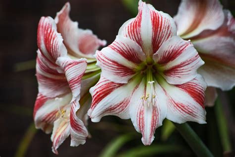 An Easy Guide To Growing Amaryllis Jung Seeds Gardening Blog