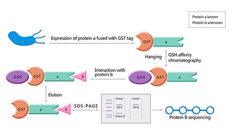 Gst Pull Down实验原理与步骤蛋白互作检测南京铭研生物