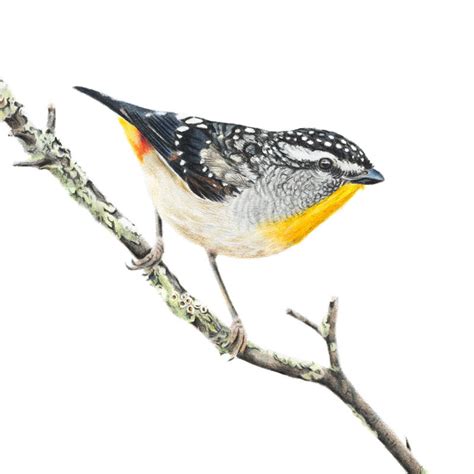 Spotted Pardalote Fine Art Print Australian Wildlife Art By Rachel