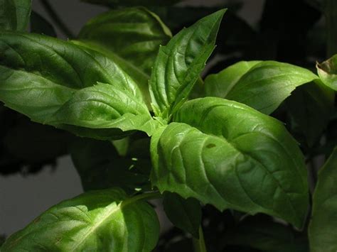 The Best Soil For Indoor Basil Plants Garden Guides