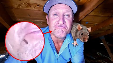 How To Remove Rats And Droppings In Your Attic Youtube