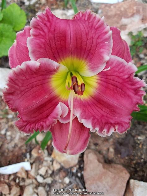 Daylily Hemerocallis Ruffled Pink Perfection In The Daylilies