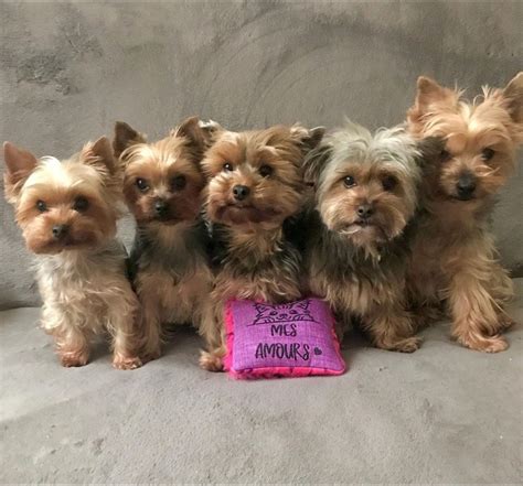 Save Rescued Yorkies