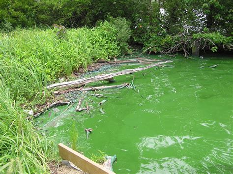 Bacteria In Pond Water