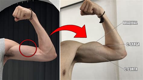 RUTINA De BICEPS GRANDES Para FLACOS ECTOMORFOS En CASA YouTube