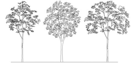 Freehand Sketch Of Tree Elevation Cad Block Details Dwg File Cadbull