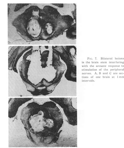 Figure 7 From Differential Control Of Sex Hormone And Oxytocin Upon