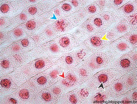 Atlas de Citologia e Histologia Núcleo interfásico e em divisão