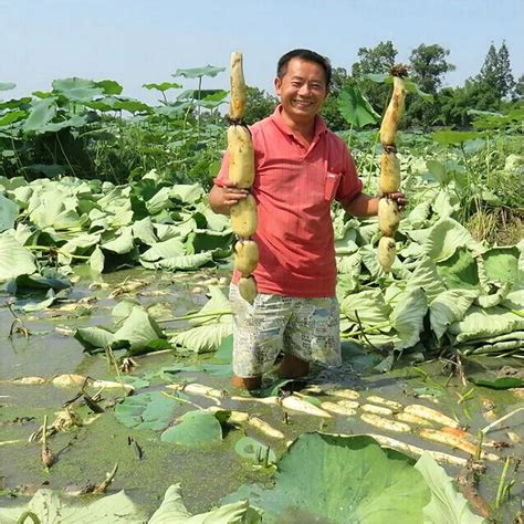 5 Seeds / Bag Hot Selling Lotus Seeds Organic Edible Lotus Plants Root ...