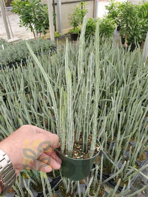 Senecio stapeliiformis – Sunshine Tropical Foliage – Home of the ...