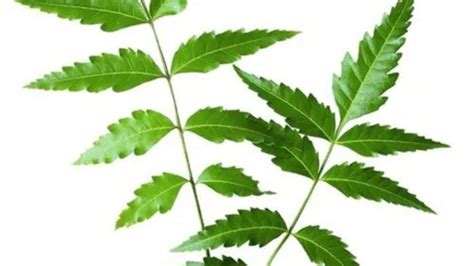 Benefits Of Neem Leaves ডায়াবেটিস থেকে ক্যানসার সব থাকবে নিয়ন্ত্রণে