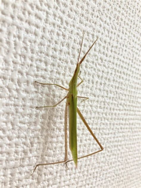 ショウリョウバッタの体のしくみ ショウリョウバッタを飼ってみよう〜