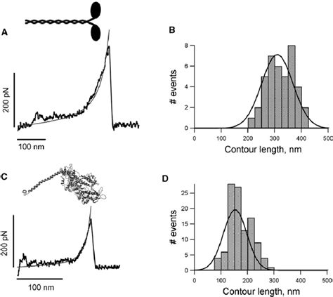 Mechanical Fingerprints Of The Myosin Domain Unfolding A