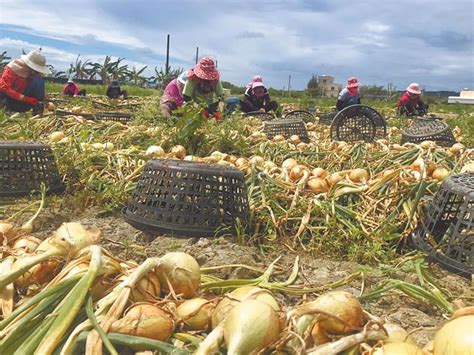 屏東洋蔥飆高價 農嘆產量減7成沒得賣 新聞 中國時報