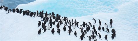 Antarctica Wildlife Guide