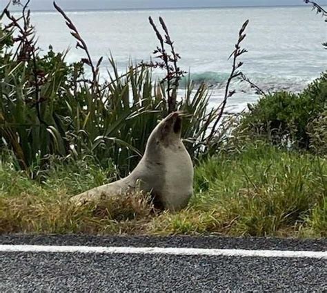 Sea Lion Becomes Slow Motion Road Block Otago Daily Times R