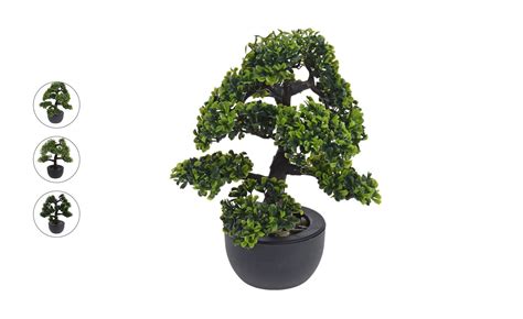 Biljka U Saksiji Bonsai X X Cm Vi E Vrsta Emmezeta Webshop