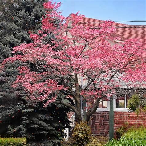 3 Gal. Pink Flowering Deciduous Dogwood Tree DOGPIN03G - The Home Depot