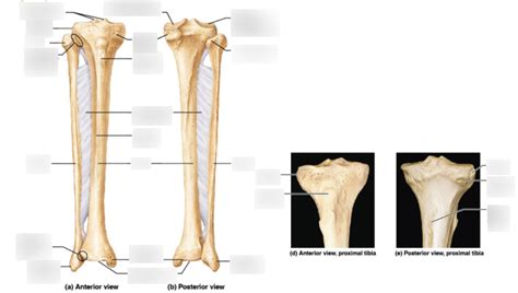 Anatomy Lab Tibia Fibula Diagram Quizlet