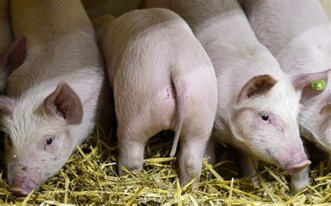 Chirurg Maakt Vagina Van Varkensdarmen Zita