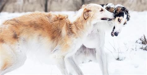 Borzoi Dog Breed Guide (Lifespan, Size & Characteristics)