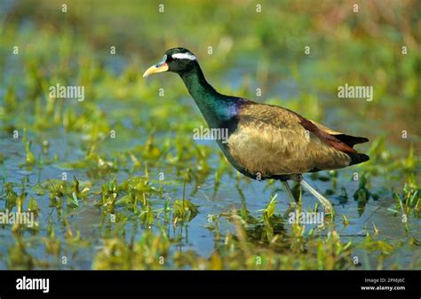 Bronze Winged Jacana Metopidius Indicus Hindu Leaf Chicken Animals