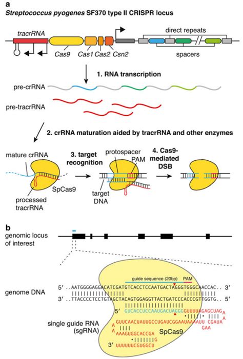 Crisprcas9基因编辑技术的应用 知乎