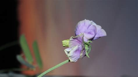 Sweet Pea Flower Desktop Wallpaper Preview