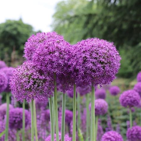 Nown For Their Distinctive Long Stalks And Purple Pom Pom Flower Heads