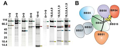 A Recombinant Bbsome Core Complex And How It Interacts With Ciliary