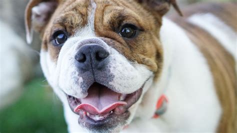 Cuanto Cuesta El Seguro De Mascotas Para Un Perro Al Mes