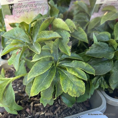 Helleborus Orientalis Spring Candy 3l Bunkers Hill Plant Nursery