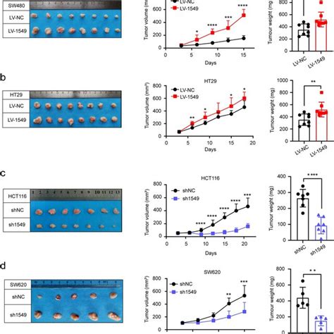 KIAA1549 Potentiates Tumor Growth In Vivo Images Of Tumors From Nude