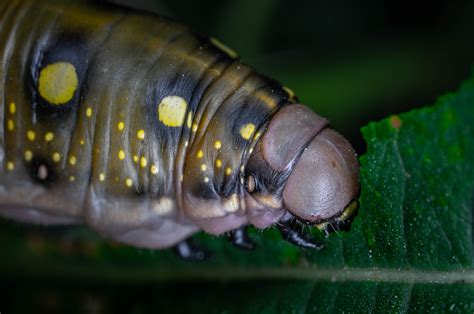 Green Caterpillar · Free Stock Photo