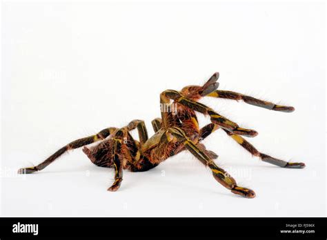 Redslate Ornamental Tarantula Poecilotheria Rufilata In Defence
