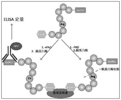 肽酰基精氨酸脱亚胺酶 PAD 的新型测活法的制作方法