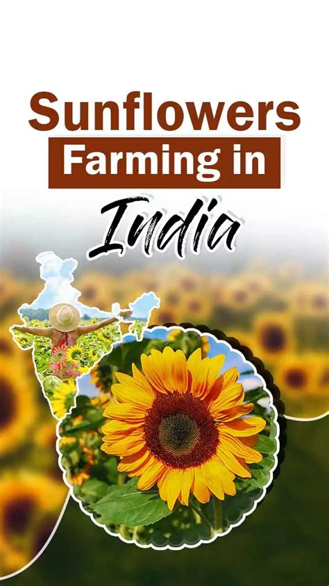 Sunflower Farming Tips In India Sunflower Seeds Benefits