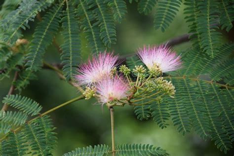 The Silk tree flowers stock image. Image of green, nature - 187692819