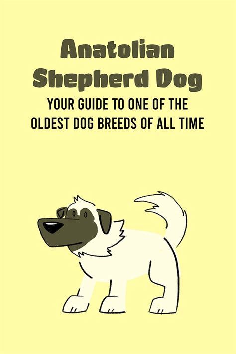 Buy Anatolian Shepherd Dog: Your Guide to One of The Oldest Dog Breeds