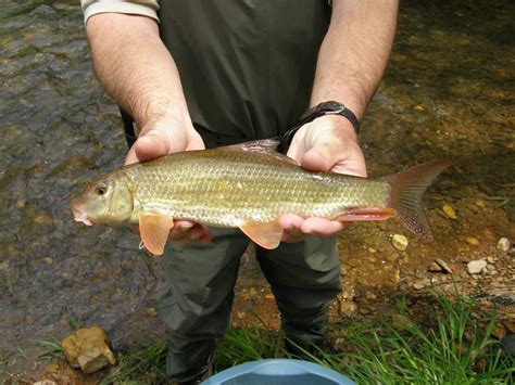 Black Redhorse Fishes Of The Upper Green River Ky · Inaturalist