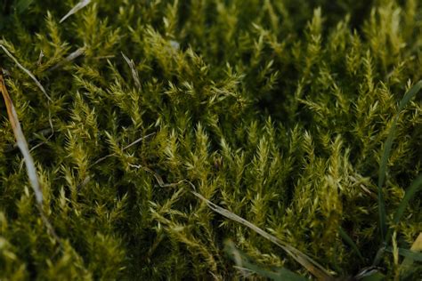 Free Picture Dark Green Moss Brachythecium Rutabulum Close Up