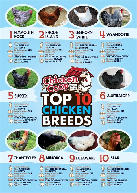 Top 10 Egg Laying Chicken Breeds Infographic Best Egg Laying