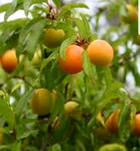 Chickasaw Plum Trees Organic Disease Free Etsy