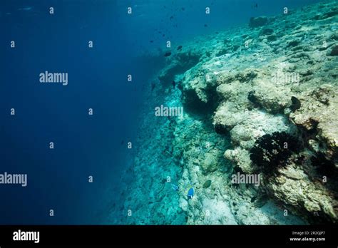 Coral bleaching on reef top, North Male Atoll, Indian Ocean, Maldives ...