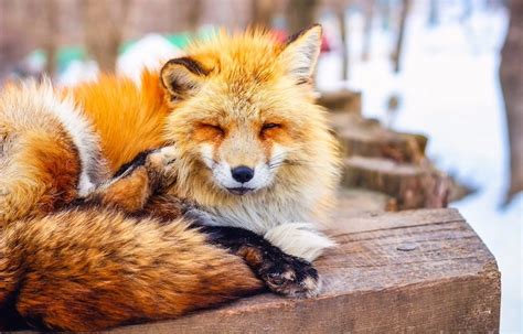 Miyagi Zao Fox Village Possibly The Cutest Place On Earth